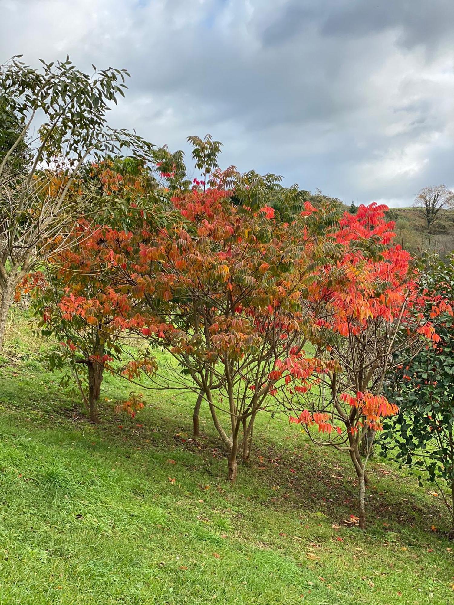 Finca Portizuelo Luarca Luaran gambar