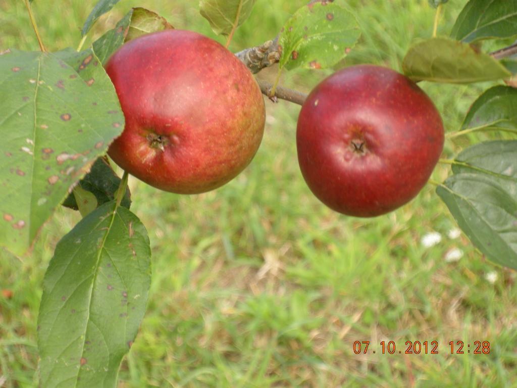 Finca Portizuelo Luarca Luaran gambar