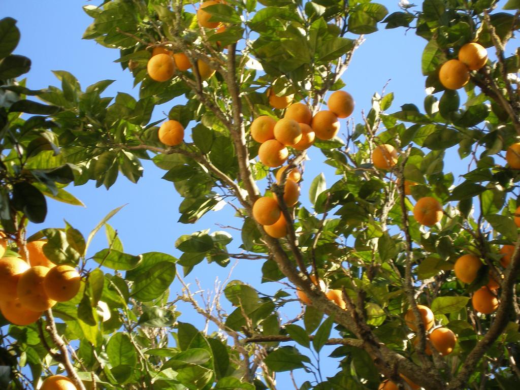 Finca Portizuelo Luarca Luaran gambar